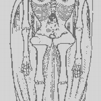 skeleton.jpg