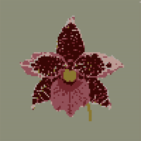 An Orchid _.jfif