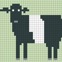 Copy of Copy of Belted Galloway Cow