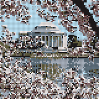 cherry blossoms.jpg