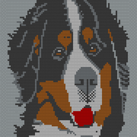 Bernese Mountain Dog