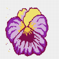 Pansy