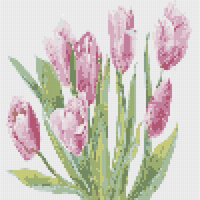 Tulip
