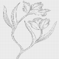Tulip flowers