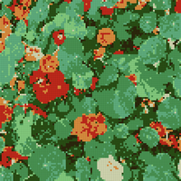 Nasturtium 