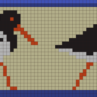 Pied Oystercatcher