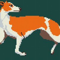 Whippet