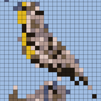 Western_Meadowlark_Ray_Rozema_4.webp