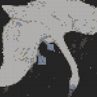 swans.jpg