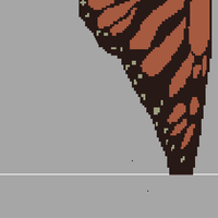 butterfly
