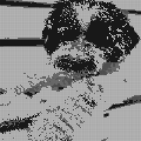 Hugo puppy