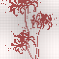Lycoris
