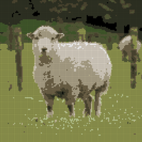 sheep.jpeg