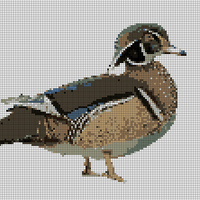 wood duck image.png