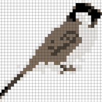 chickadee_warped.png