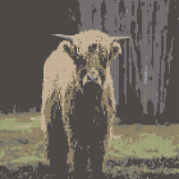 Copy of Highland cow pic.jpg