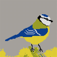 blue-tit-4.webp