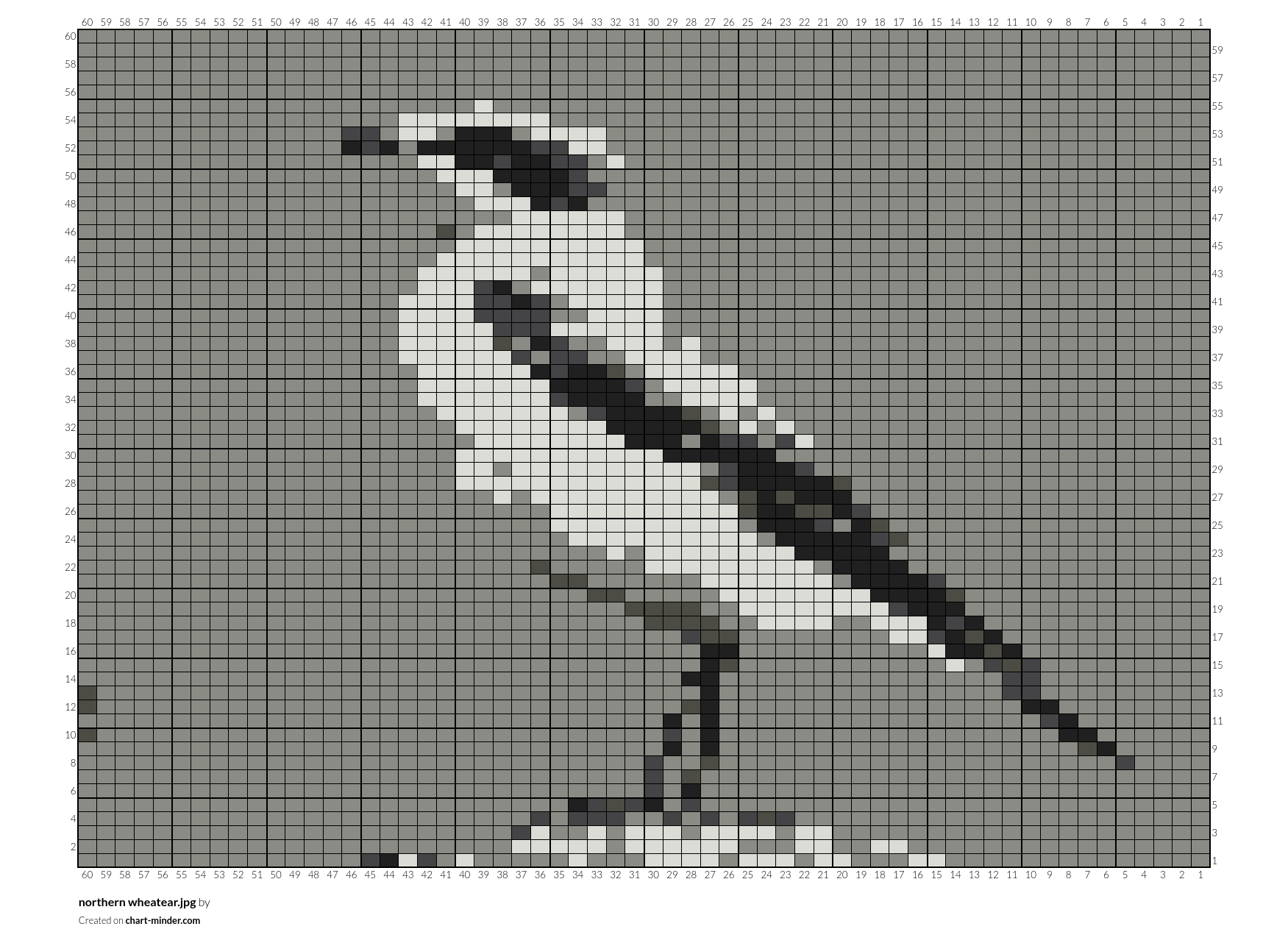 northern wheatear.jpg