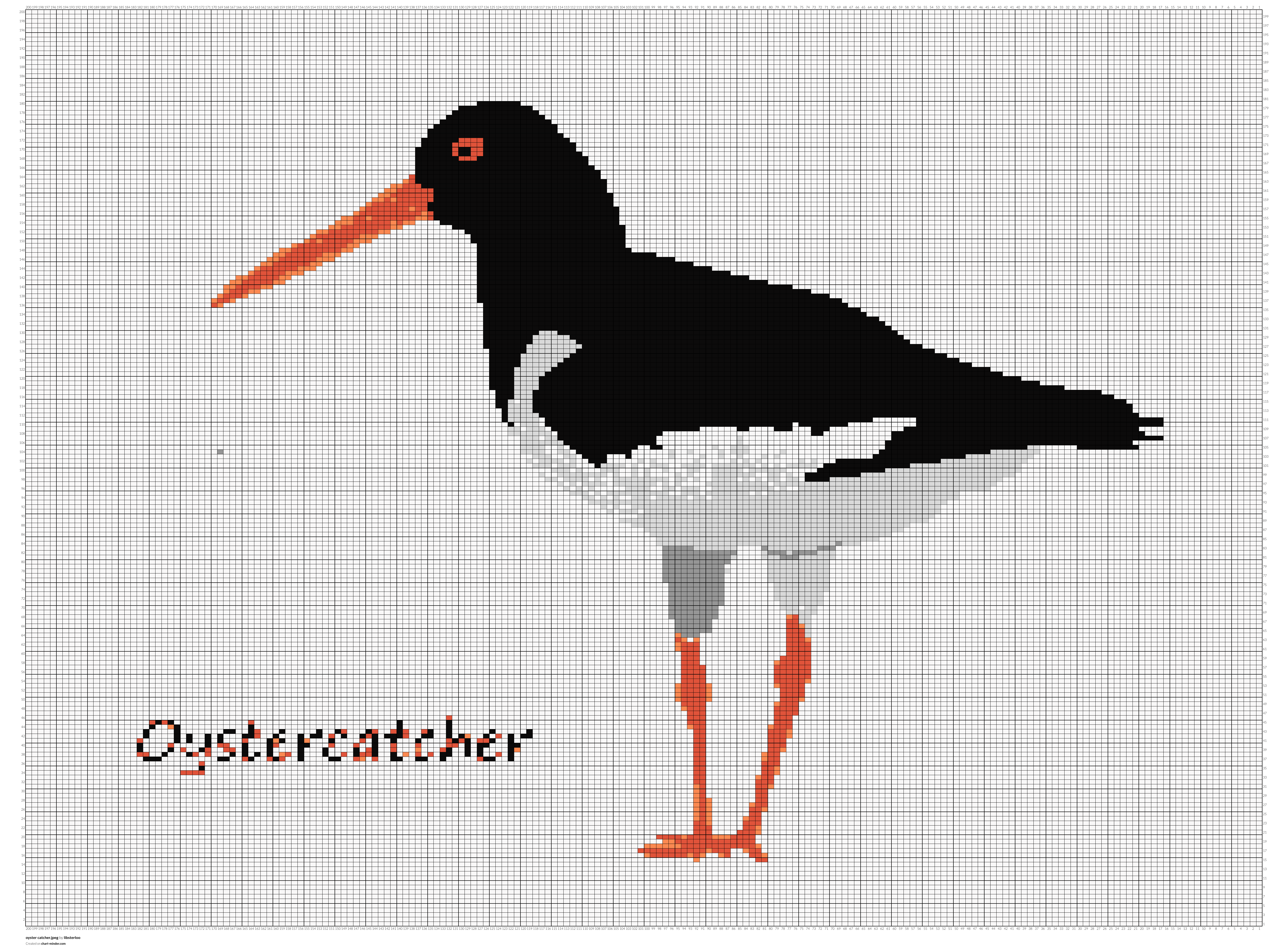 oyster catcher.jpeg