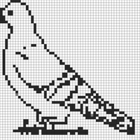 Pigeon 
