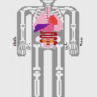 human-anatomy-pixel-art-8bit-internal-organs-and-skeleton-pixelate-16bit-old-game-computer-graphics-style-R46G8D.jpg