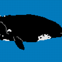 Right Whale