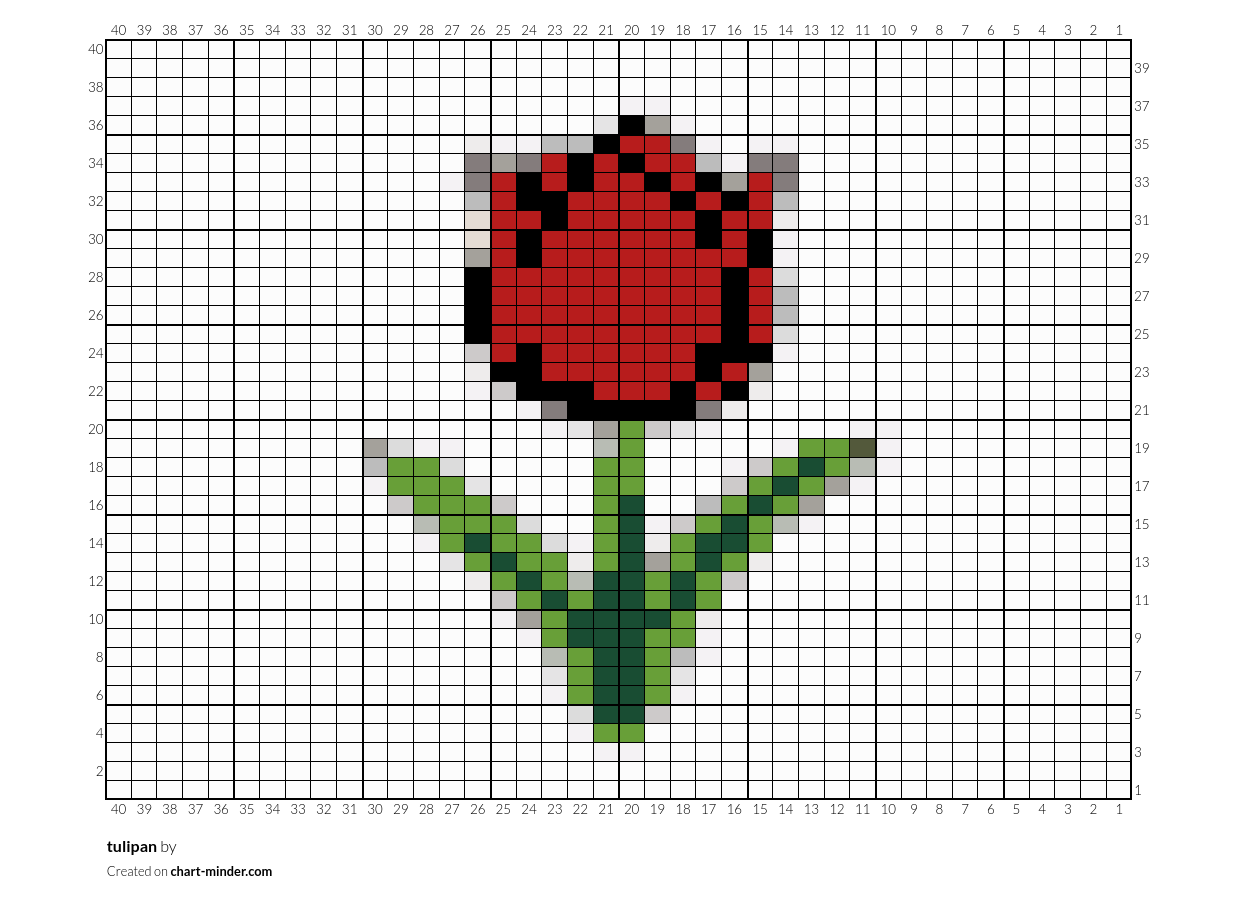 tulipan 