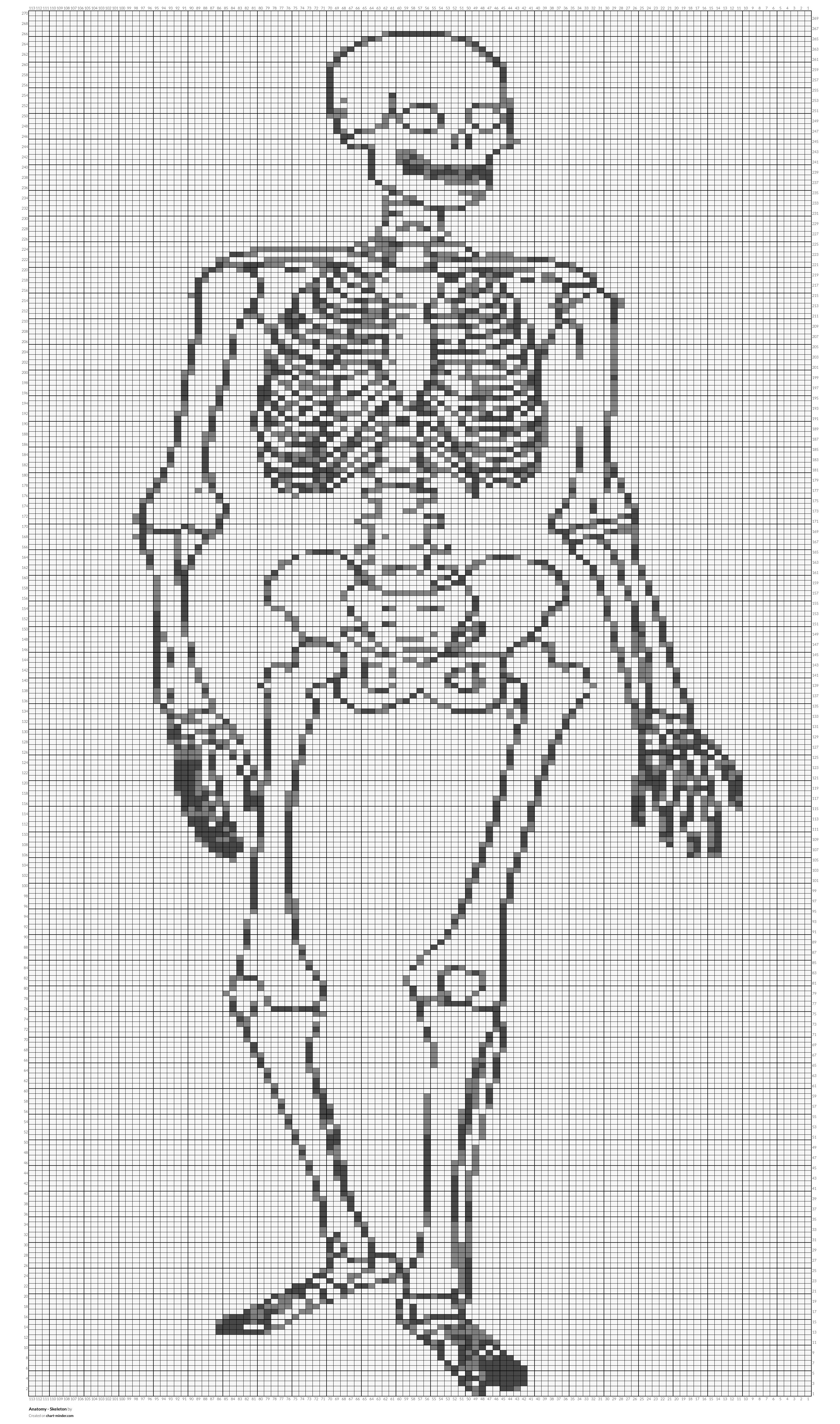 Anatomy - Skeleton