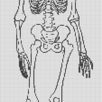 Anatomy - Skeleton