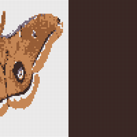 Polyphemus-moth-isolated-1024x535.jpg