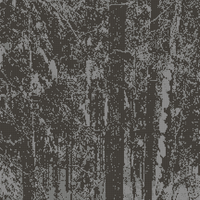 winter woods haliburton.jpg