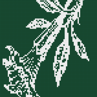 datura4.jpg