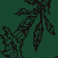 datura4.jpg