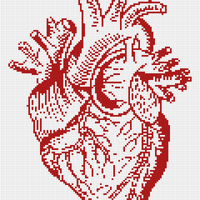 anatomical heart