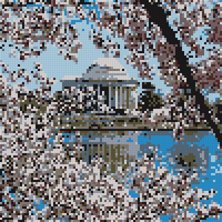 cherry blossoms.jpg