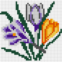 crocus