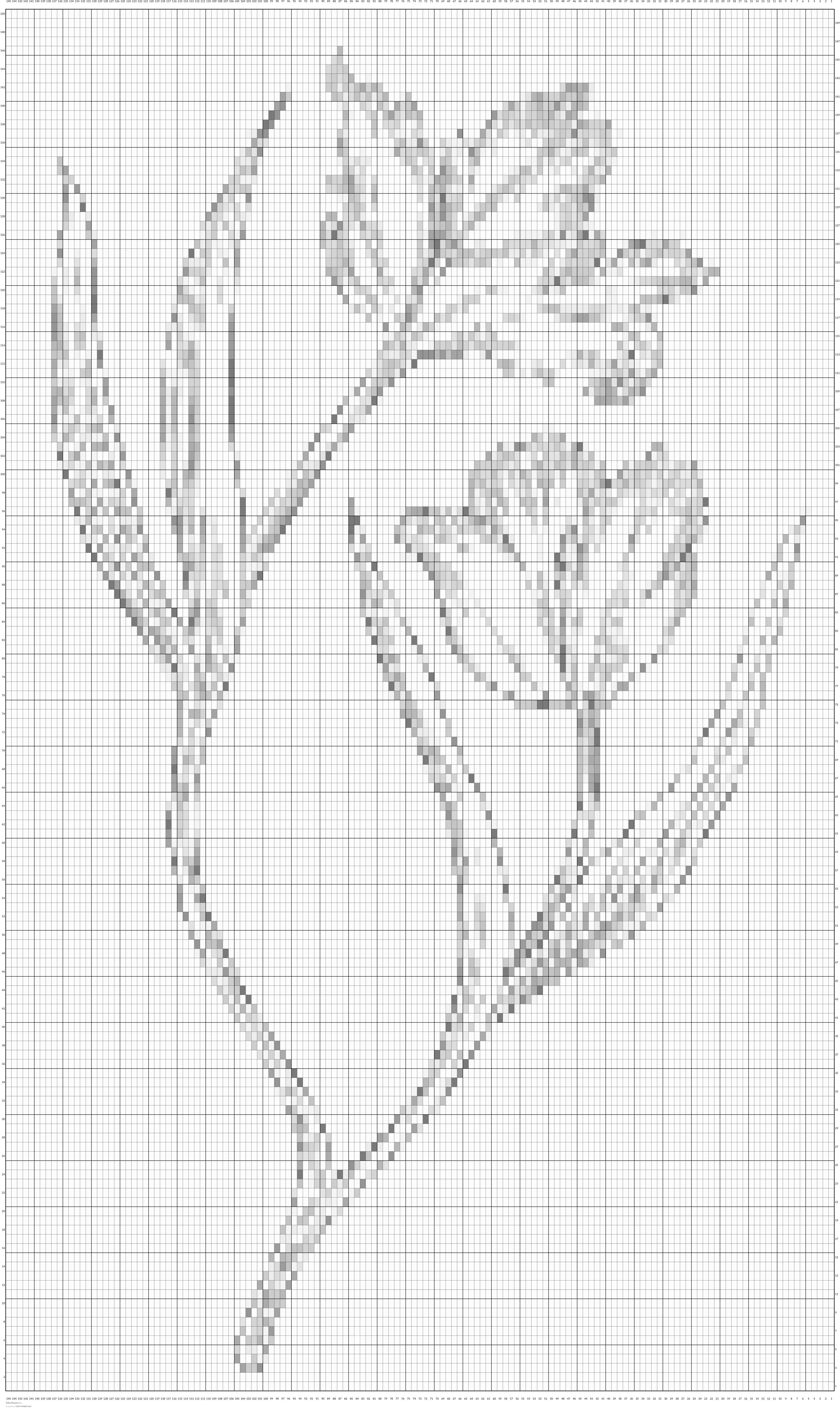Tulip Flowers