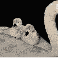 Mama Swan and Cygnets