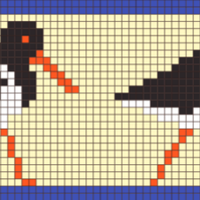 Pied Oystercatcher