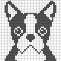Boston Terrier