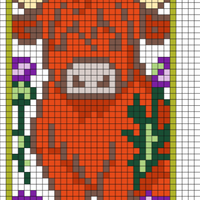 Highland Cow