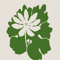 Bloodroot Flower
