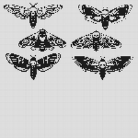 death head moths.jpg