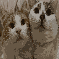 IMG_0979.jpeg