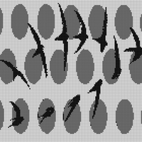 birds.jpeg