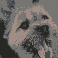 yorkshire_terrier