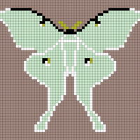 lunar moth