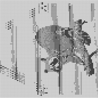 racoon.png