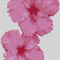 hibiscus.jpg