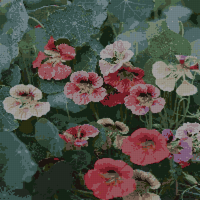 flower.jpg
